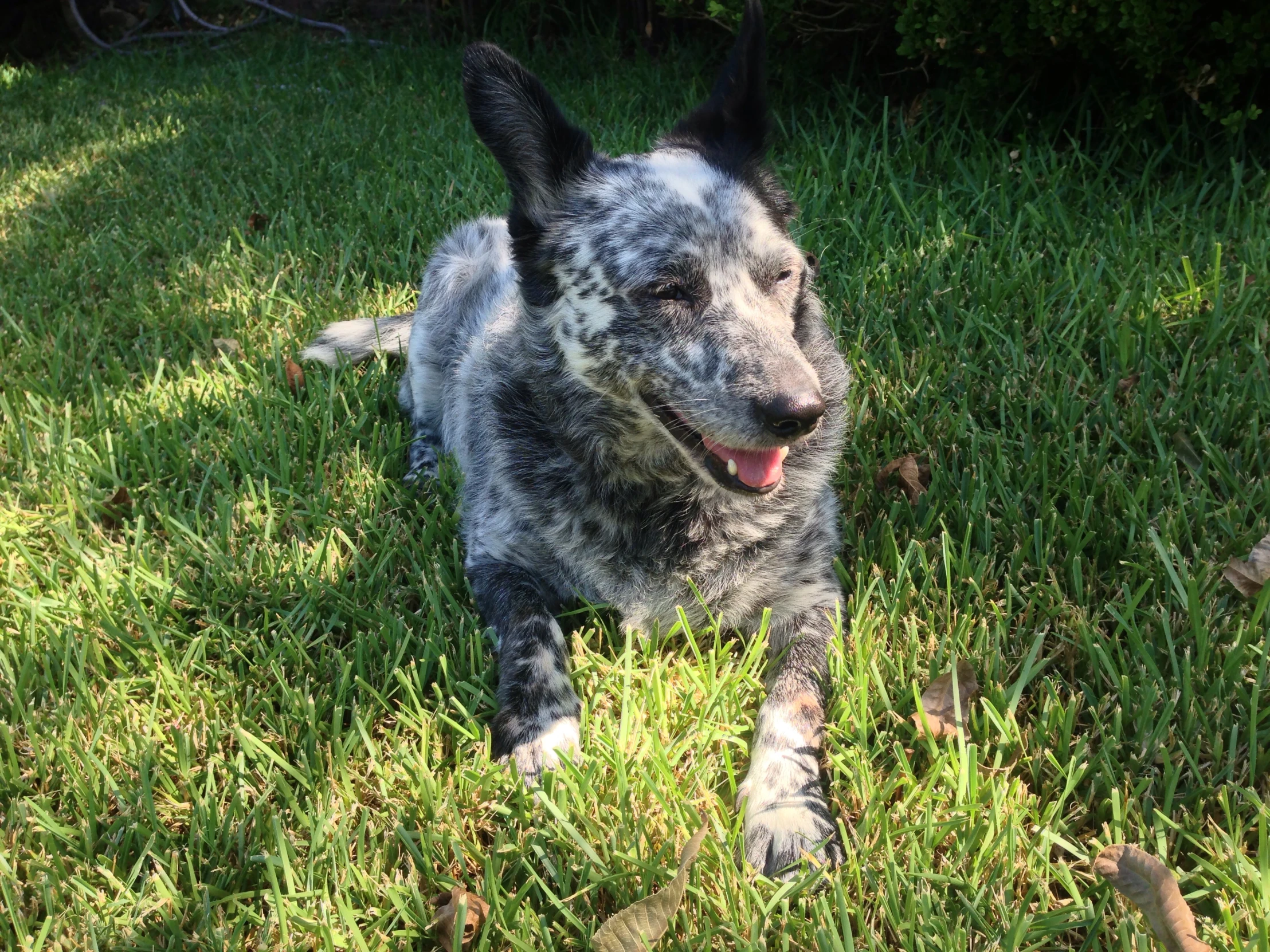 a dog with blue hair lays in the grass