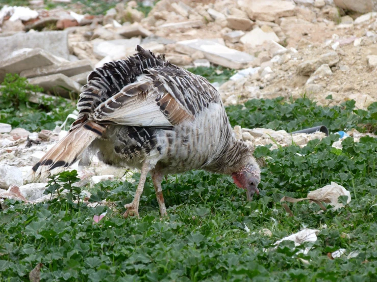 a close - up of a turkey standing in the grass