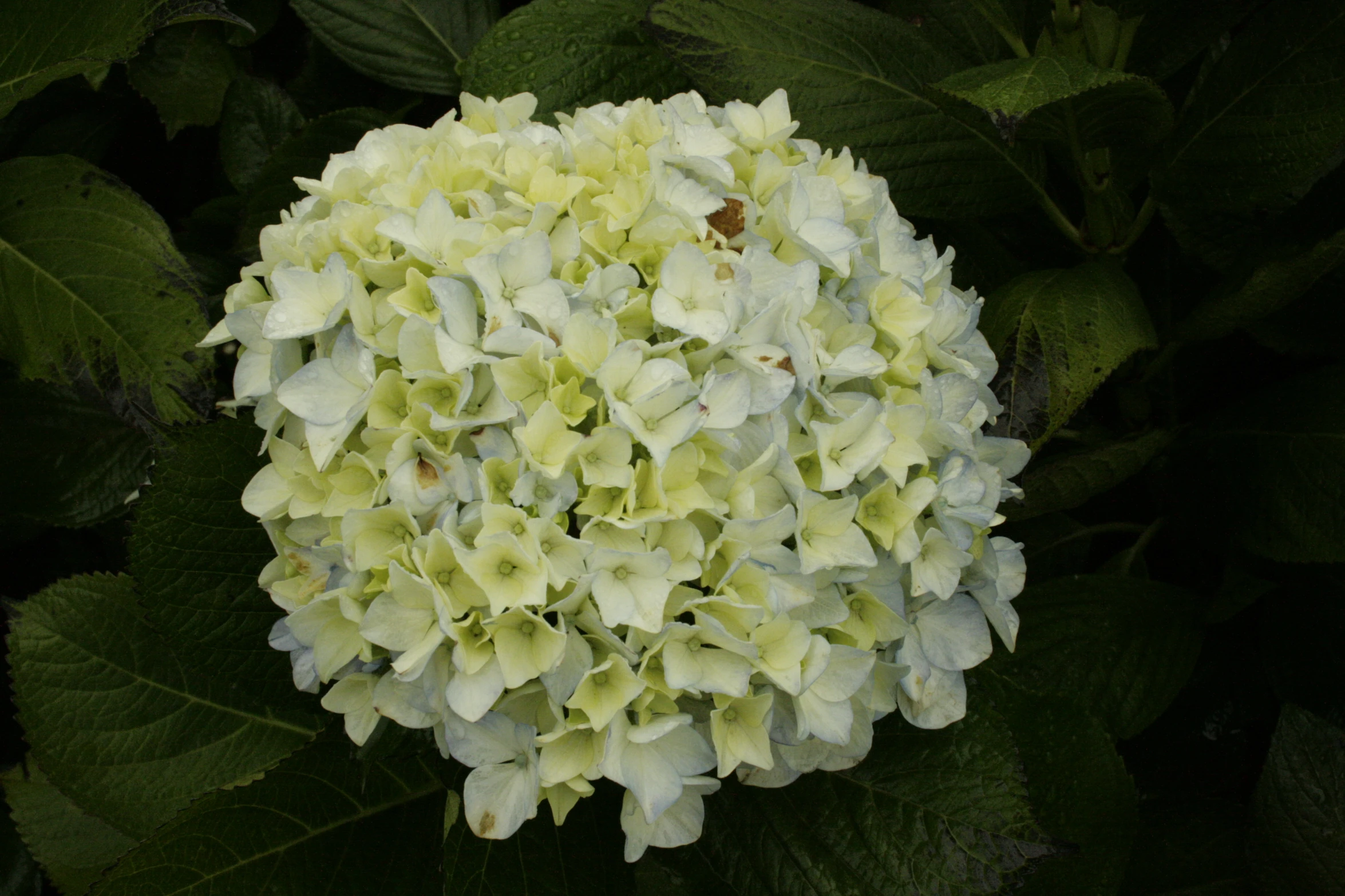 a large white flower surrounded by lots of green leaves