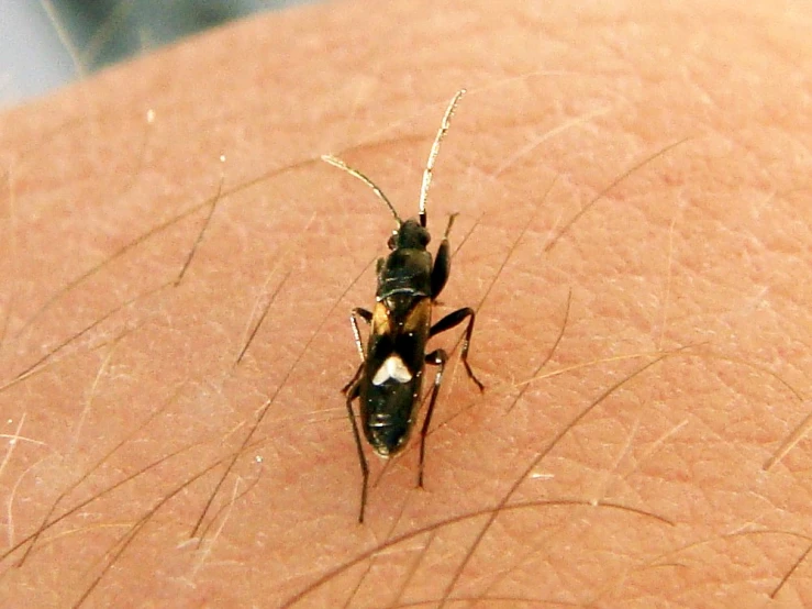 a close up of a mosquito sitting on someones arm