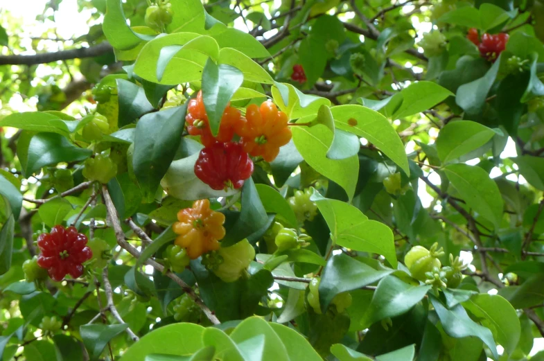 small berries hang on a tree nch with green leaves
