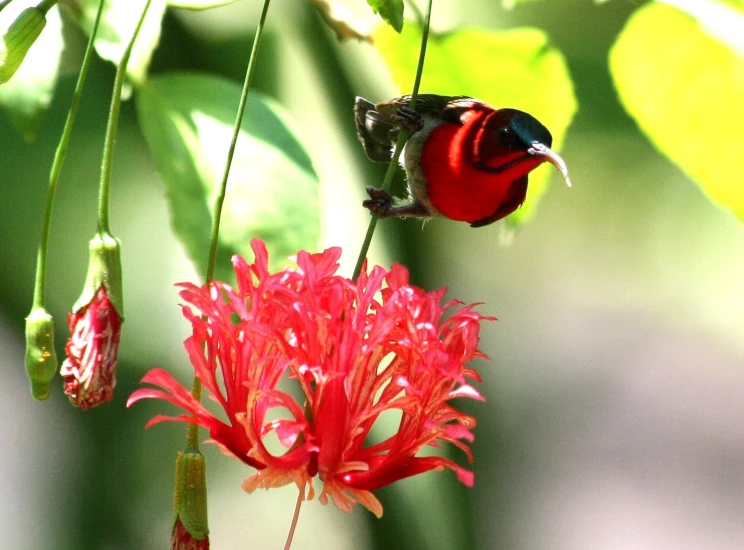 a hummingbird is perched on the flower of the flower