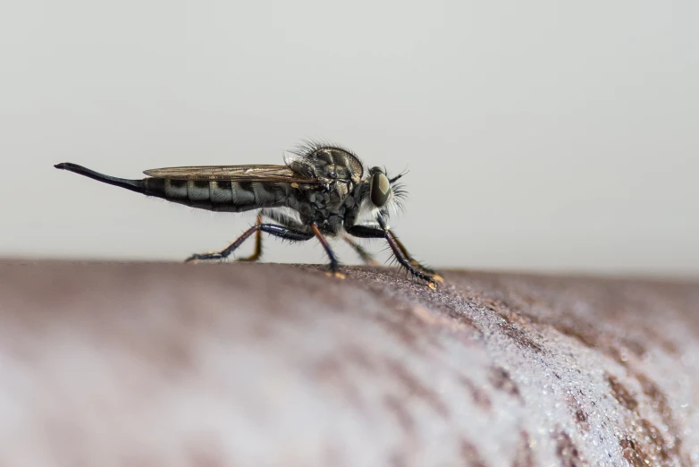 a large fly is resting on the wall