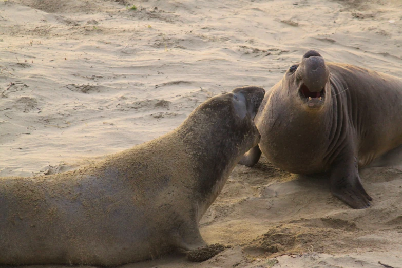 an elephant and seal resting on the beach