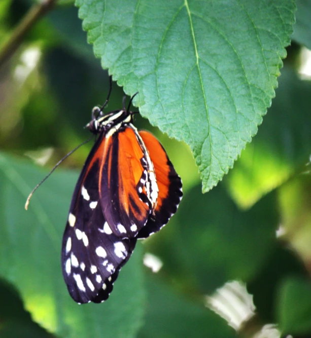 a very nice looking orange and black erfly