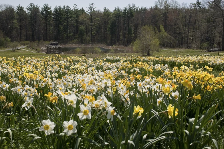 a huge field filled with lots of yellow and white flowers