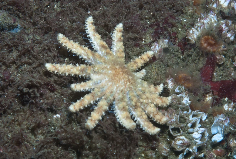 a brown and white starfish under a tree in water