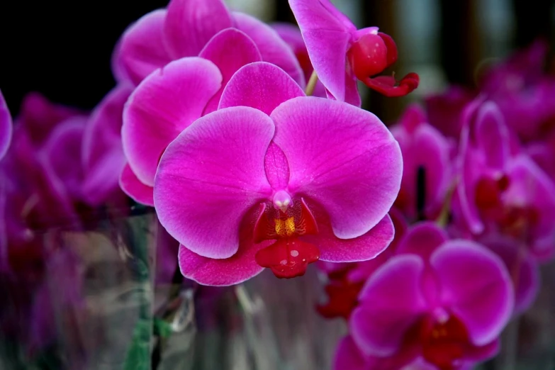 a picture of purple orchids with red centers