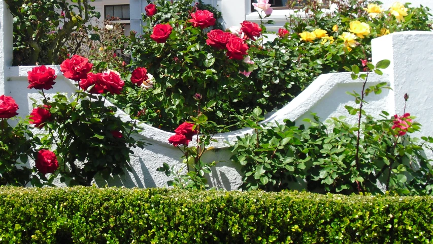 a fence has red roses growing next to it