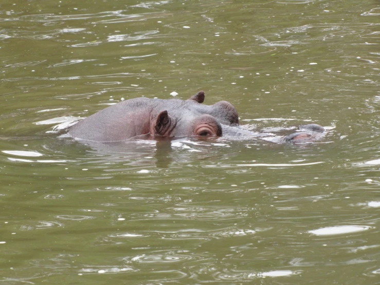 an animal swimming in the water with a long neck