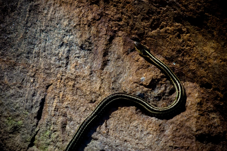 a small green and black worm sitting on top of a rock