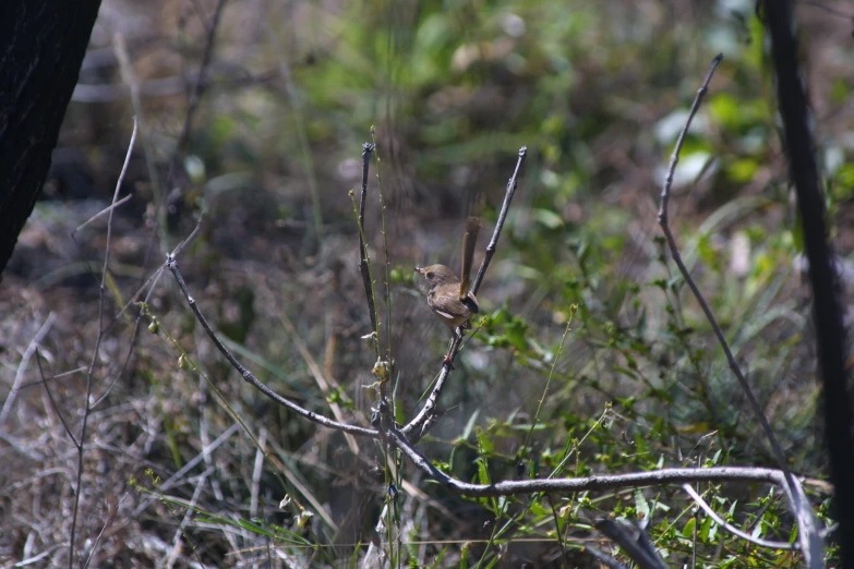 a small bird sitting on top of a plant