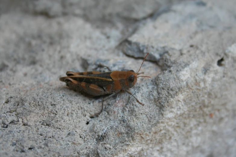 a small insect standing on some rocks