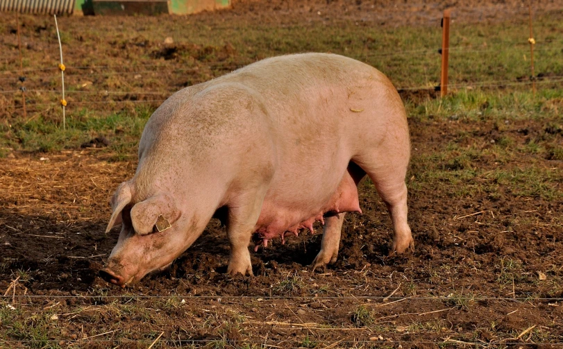 this is a dirty pig in a field with its head down