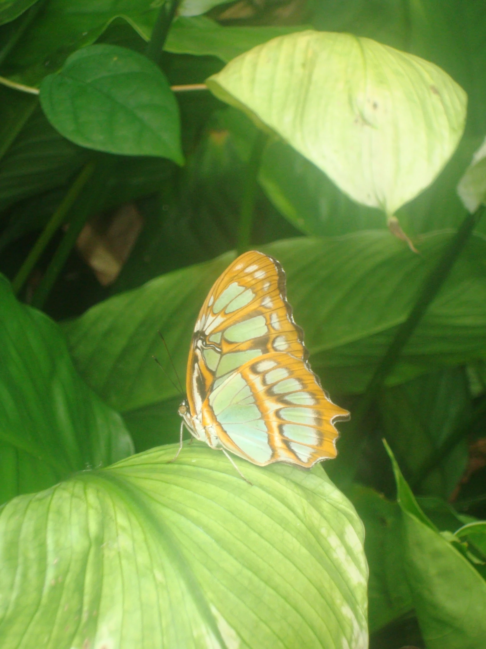 an orange and white erfly sitting on a green leaf