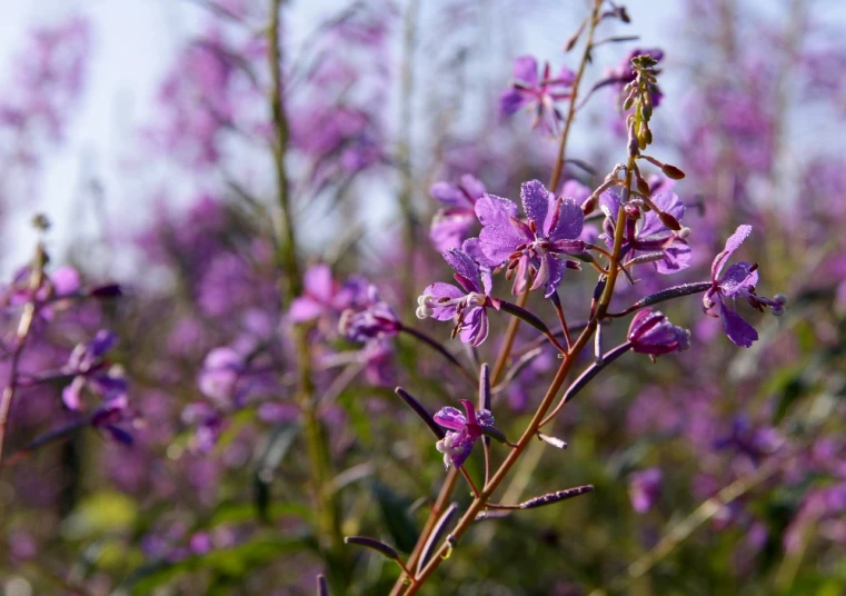 a bush with flowers and leaves is growing