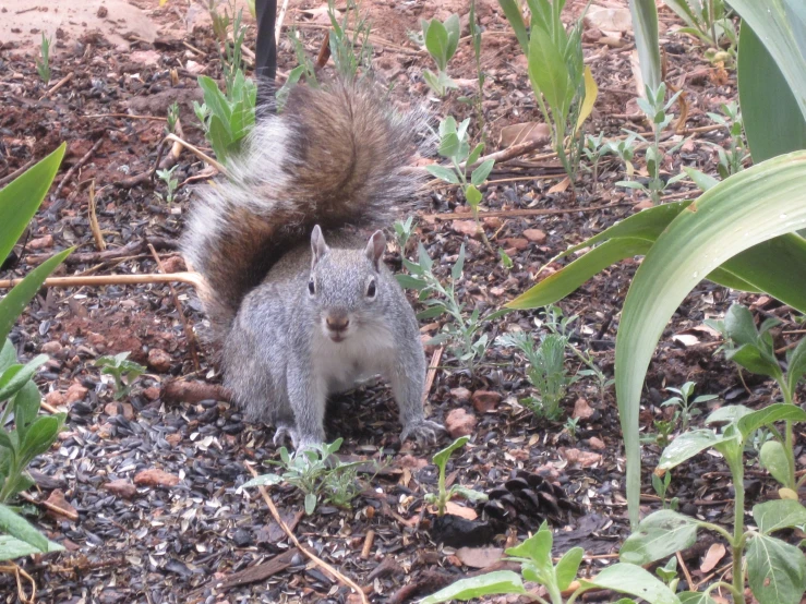 the squirrel is standing on a weedy patch of dirt