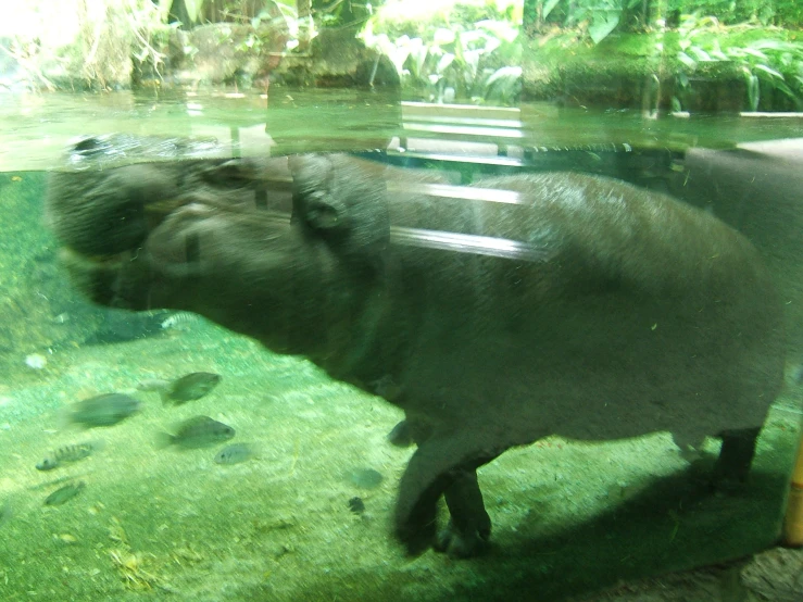 an elephant is walking in front of an aquarium