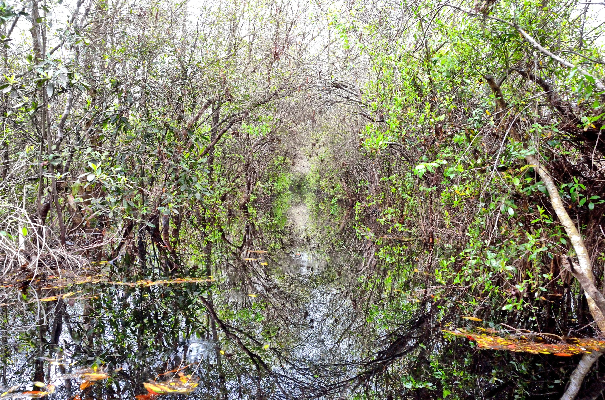 water is being reflected by the trees and nches