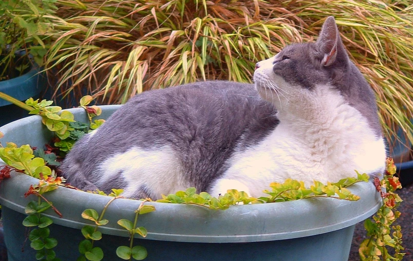 grey and white cat laying in a potted plant