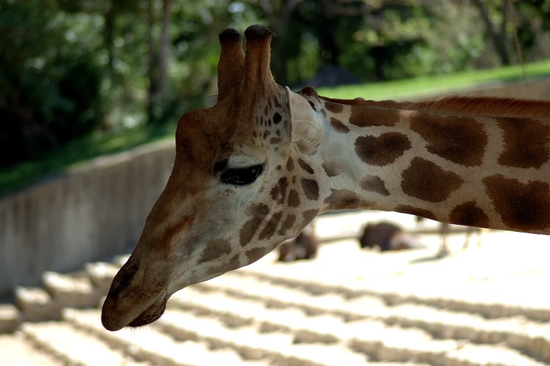 a close - up of the head of a giraffe with other animals near by