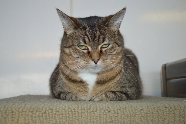 a fat cat with green eyes staring at the camera