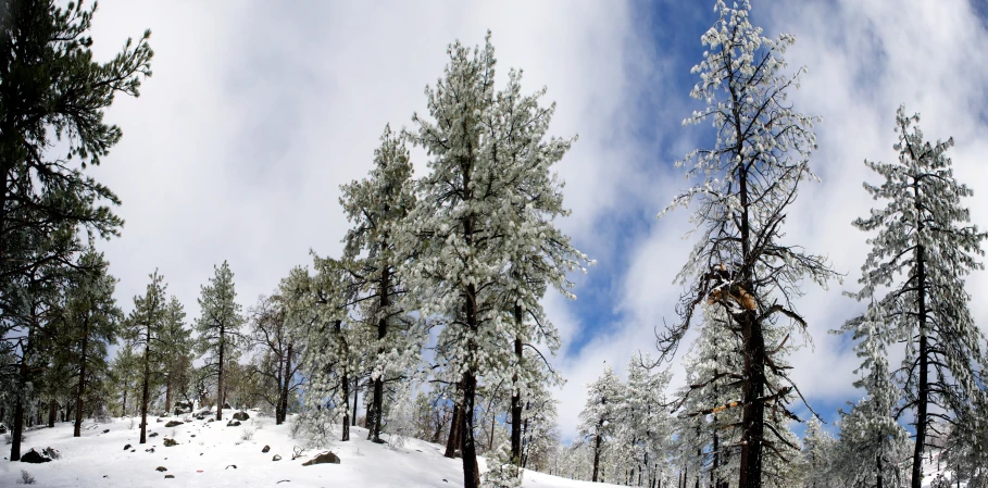 snowy trees under an partly cloudy sky in a forest