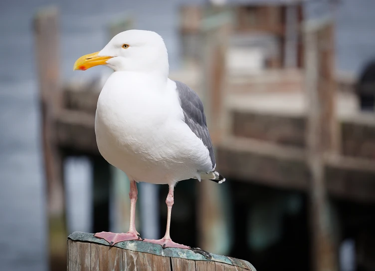 the bird is perched on top of a wooden pole