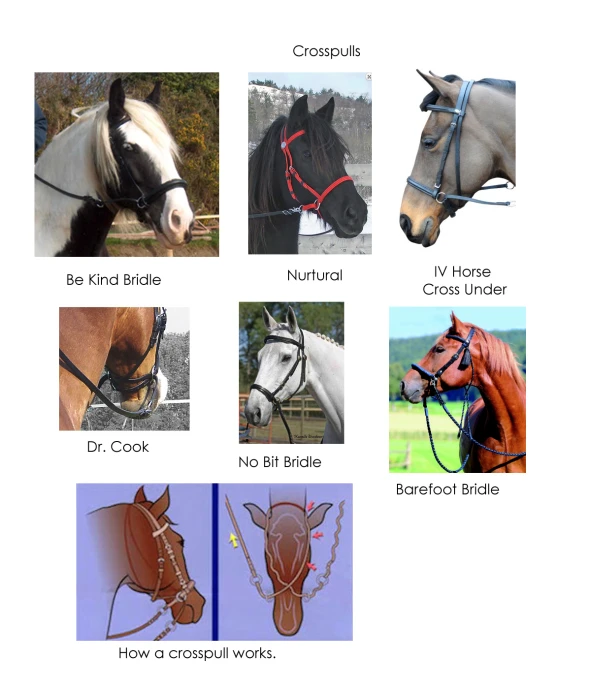 several pictures of horses including one with a bridle and another with bridles