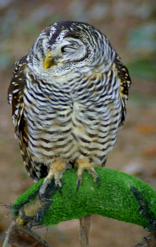 a owl is sitting on the top of a tree nch