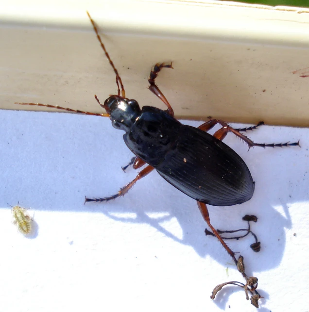 black bug with long antennae and brown body standing on floor