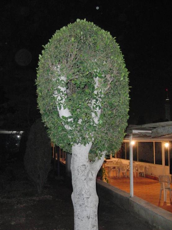 a white tree with a circular centered bush growing out of the side