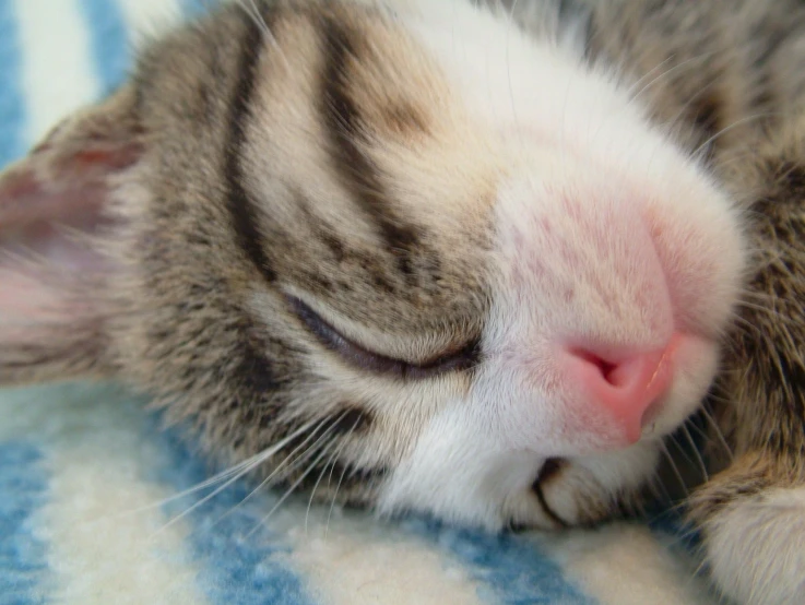 a small kitten sleeping on top of a blue and white blanket