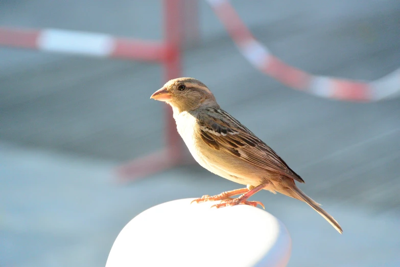 a small brown bird perched on the edge of a chair