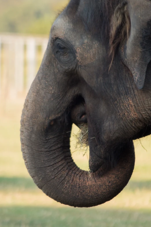 a big gray elephant has his mouth open