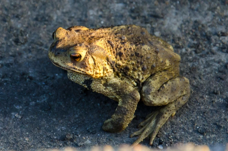 a large frog is sitting in the ground