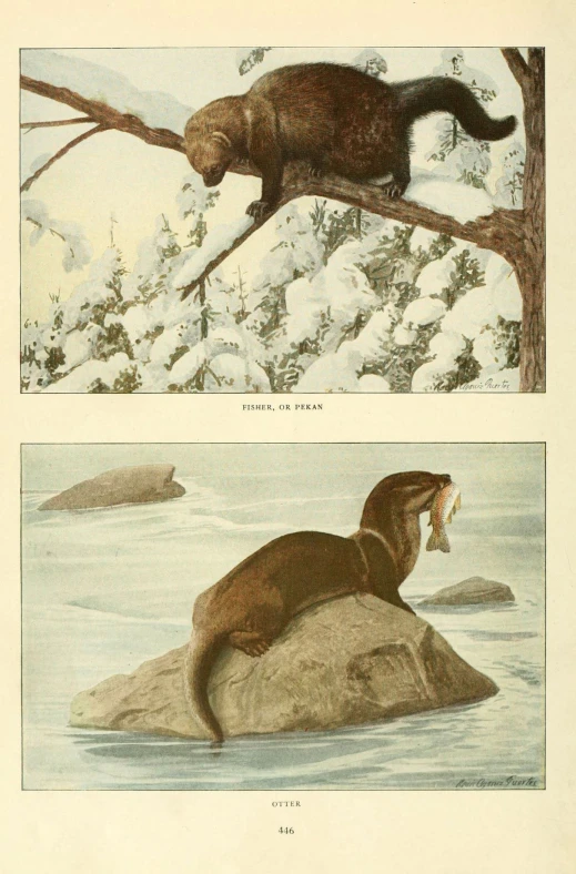 two images of beavers hanging out in the snow