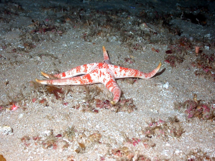 a starfish that is laying down in the sand