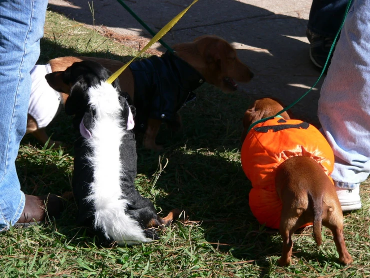 two dogs in vests are walking in the grass