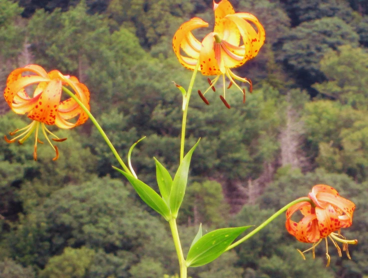 an orange flower with pink petals on top of it