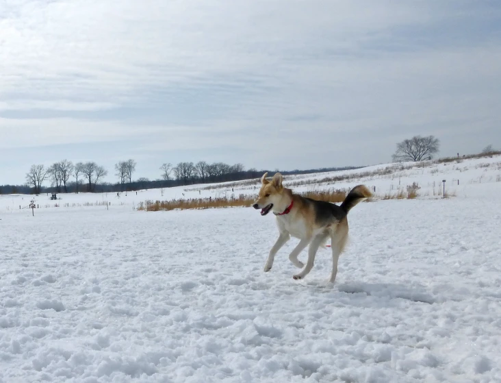 a dog is running in the snow with a frisbee