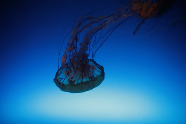 a jellyfish swimming under a blue sky