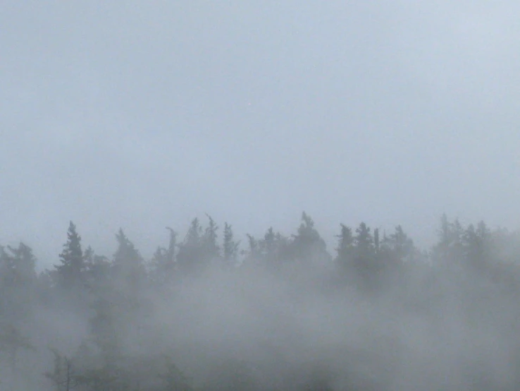 fog rolling in from of forested trees in the mist