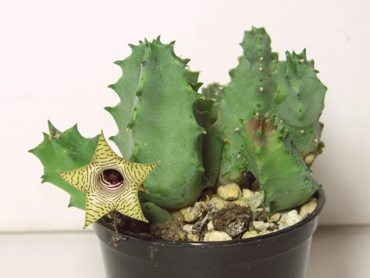 a small cactus sits in a black pot