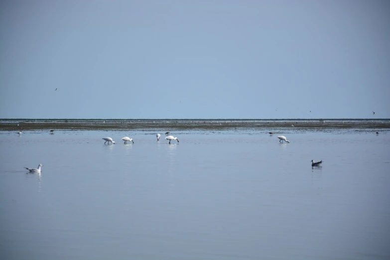 swans and seagulls wader across the calm waters