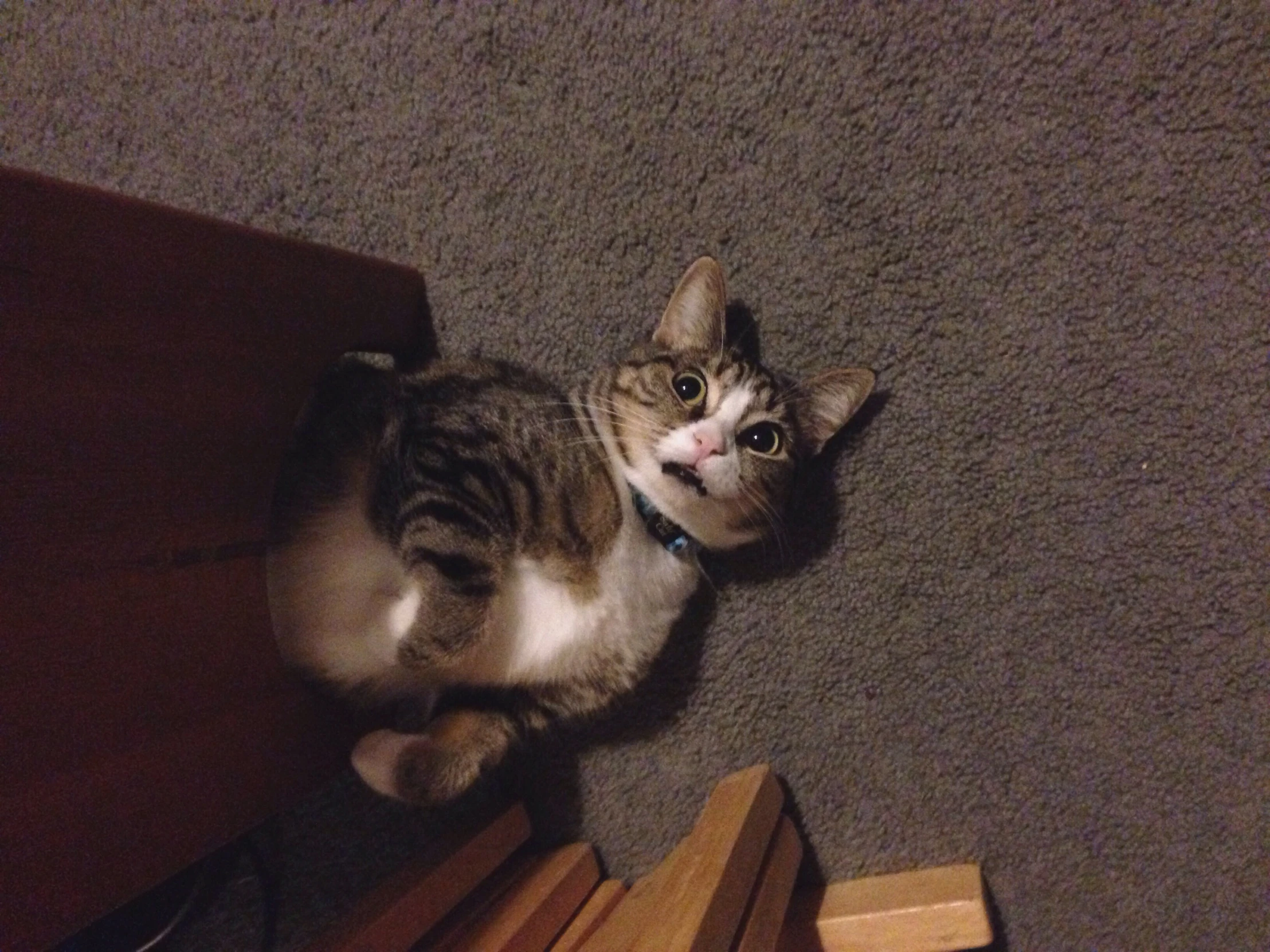 cat hiding under cabinet on floor with paw hanging out