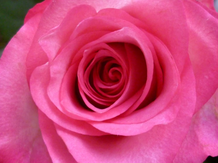 a very big pretty pink rose with green leaves