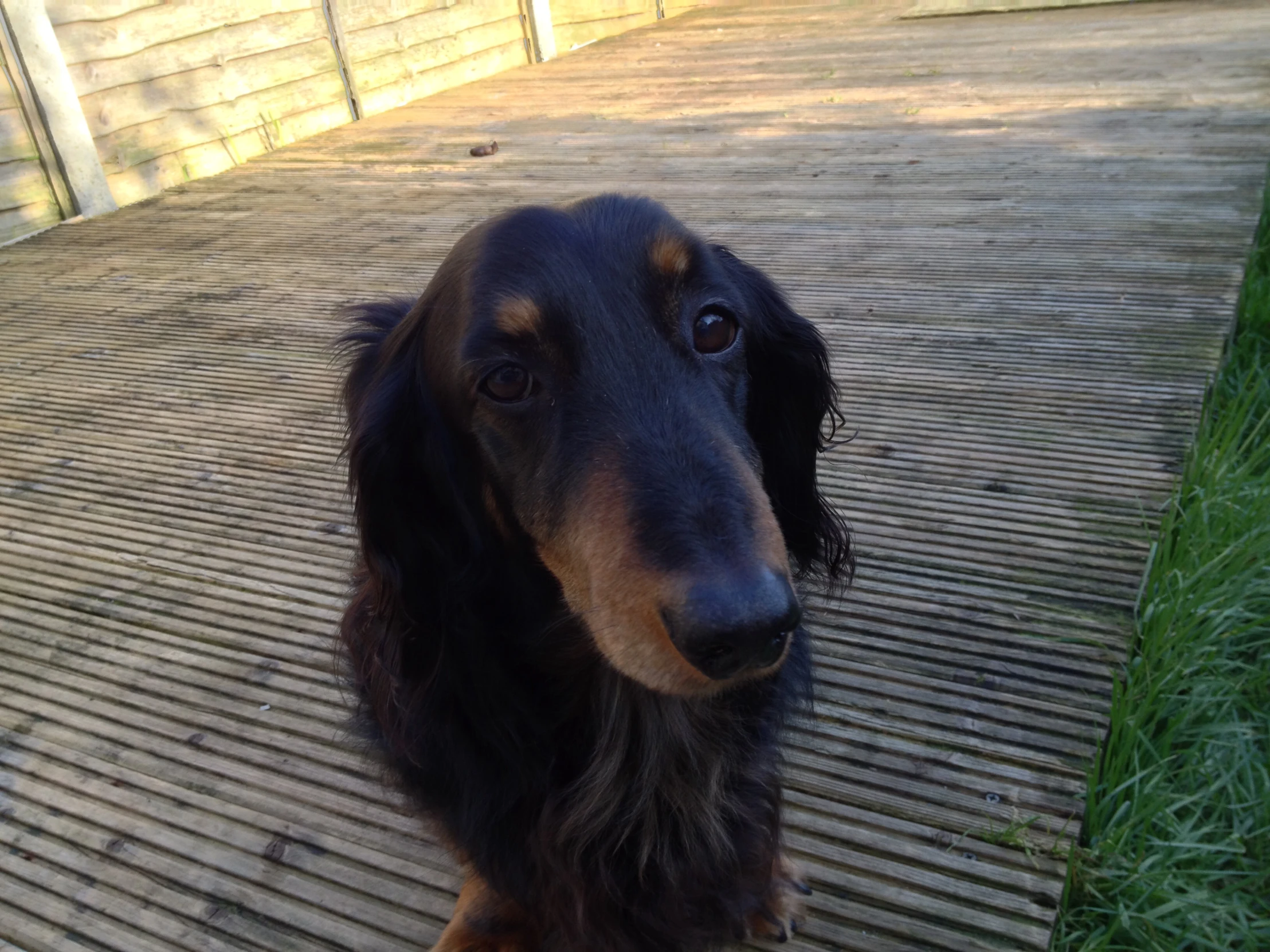 a long haired black and brown dog sitting on a wooden deck