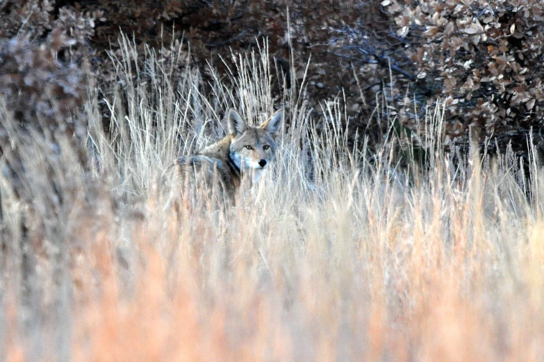 a wolf is pictured in the middle of tall grass