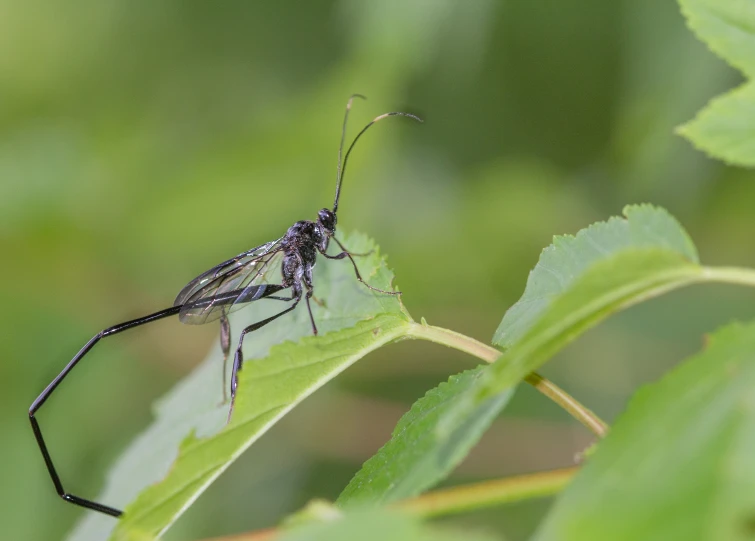 black and white bug sitting on top of a green leaf